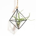 Miniatyrbild 1 av 10: Enkelt Mini Iron Flower Stand Suckulent Blomsterhylla Blomkruka För Desktop Balkong Dekoration Black With Ring