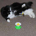 Miniatyrbild 2 av 8: Interaktiv fågelleksak för katter Batteridriven automatisk roterande kattteaser