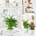 Miniatyrbild 4 av 9: Transparent bas plast självvattnande blomkruka Bra dränerande Återställbar blomkruka för växtsuckulenter Zebra