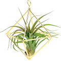 Miniatyrbild 10 av 10: Enkelt Mini Iron Flower Stand Suckulent Blomsterhylla Blomkruka För Desktop Balkong Dekoration Copper Red With Ring
