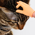 Miniatyrbild 6 av 8: Roliga kattmassagehandskar ​6-delade set Palmformad kostym Cosplayleksak för barn Vuxen 6pcs Set