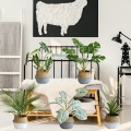 Miniatyrbild 7 av 10: Konstgjorda Palmer Växter Blad Faux Turtle Leaf Fake Tropical Large Palms Träd Blad För Hemträdgård Blommor Dekoration 9 Prongs Short Stalk Palm Leaf