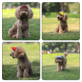 Miniatyrbild 3 av 8: Outdoor Outing Hund Katt Baseball Cap Andas lätt husdjursmössa för resor Cloud Purple L