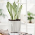 Miniatyrbild 2 av 9: Transparent bas plast självvattnande blomkruka Bra dränerande Återställbar blomkruka för växtsuckulenter Zebra
