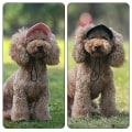 Miniatyrbild 2 av 8: Outdoor Outing Hund Katt Baseball Cap Andas lätt husdjursmössa för resor Light Blue M