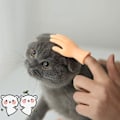 Miniatyrbild 6 av 9: Mini vikta händer för katttassar Bärbar handflatsformad kostym för katthundsdjur C 6PCS