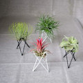 Miniatyrbilde 2 av 5: IC Luftplanteholder, Stativ for blomsterpotter i jern, Luftplanter for bordplater