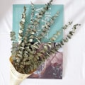 Miniatyrbillede 4 af 5: IC 12 stilke eukalyptus stilke dekor kunstige eukalyptus blade Faux grønt grene til bryllup midtpunkt hjemindretning