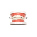 Miniatyrbild 4 av 4: IC CNE-tandmodell för att lära ut dentala material D