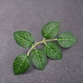Miniatyrbillede 5 af 5: IC 10/30/50 stk Rosenblad Kunstig grønt Falsk Rose Blomst Le 50PCS