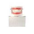 Miniatyrbild 2 av 4: IC CNE-tandmodell för att lära ut dentala material D