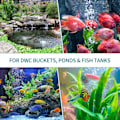Miniatyrbillede 4 af 5: IC Akvarium 10 cm Luftsten Boblediffusor Frigørelsesværktøj til Luftpumper Fiskekummer Spande Damme og DWC-tanke