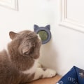 Miniatyrbild 4 av 11: 3st Catnip Ball Ekologisk kattboll Kattmynta leksak Interaktiv kattleksak
