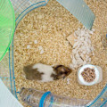 Pikkukuva 4 / 5: IG 2st Hamster Matkål, Smådjur Keramisk Mat- ja Vattenskål