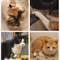 Miniatyrbillede 3 af 5: Katte nøgleringe Nøgleringe til bilnøgler Kawaii bedårende taske P IC