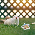 Miniatyrbilde 5 av 5: IG 2 stk keramiske hamsterfôringsboller Stjerneformet smådyr