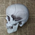 Miniatyrbillede 4 af 5: IC Halloween Kunstig Skalle Hovedmodel Skull Bone Gyser Skelet Hvid 1 9*10*13.5cm