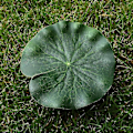 Miniatyrbillede 3 af 5: 5 stk. Kunstig flydende åkande Eva Lotus Flow