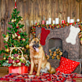 Miniatyrbilde 9 av 9: Hunde Julestrømpe, Strikket Julestrømpe for Hunder, Bein-formet Hunde Julestrømpe Stor Kjæledyrstrømpe til Oppheng Red