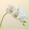 Miniatyrbilde 4 av 7: Kunstig sommerfuglorkidé blomst hjem bryllupsfest dekorativ Phalaenopsis