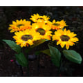 Miniatyrbillede 1 af 8: Solcelledrevet LED-solsikke til udendørs havebelysning, (2 stk.) IP65 vandtæt lampe, automatisk opladning af solcellelamper til haven, store realistiske blomster