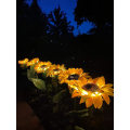 Miniatyrbillede 3 af 8: Solcelledrevet LED-solsikke til udendørs havebelysning, (2 stk.) IP65 vandtæt lampe, automatisk opladning af solcellelamper til haven, store realistiske blomster