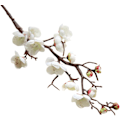 Miniatyrbillede 1 af 5: 5 stk. Kunstige Hvide Blommeblomster Lange Stængler Plastik Simulation Kirsebærblomster Grene Falske Blomster Silke Ferskenblomster