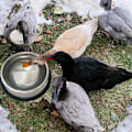 Miniatyrbillede 5 af 5: [QD] Varmeisoleret skål til kæledyr, rustfrit stål udendørs opvarmet vandskål til hunde, kyllinger osv., EU-stik
