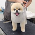 Miniatyrbilde 3 av 4: Sakser og tang 7 tommer Hunde- og kattepleiesaks (1 par buede sakser)
