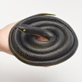 Pikkukuva 3 / 4: 80 cm:n pelottava lelu, realistinen väärennetty kumikäärme puutarhakoriste, kepponen{EE}
