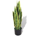 Pikkukuva 1 / 2: Virskaalinen kasvi ruukussa sansevieria 65 vihreä