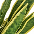 Pikkukuva 2 / 2: Virskaalinen kasvi ruukussa sansevieria 65 vihreä