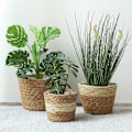 Miniatyrbillede 4 af 5: 3 stk. Søgræspotte, 3 størrelser Vævet Blomsterpotte Cover Opbevaringskurv Plantekrukke til Boligindretning (Beige)