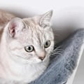 Miniatyrbild 5 av 5: Rootz Kattsäng - Kattsäng - Kattsäng - Kattsäng - Katthylla - Väggmonterad plyschdyna - Vit/Grå - 41 x 28 x 21 cm