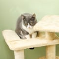 Pikkukuva 8 / 10: Rootz Cat Tree - Leikkikeskus - Raaputustolppa - Mukava riippumatto - Pehmeä pehmo - 56cm x 48cm x 112cm