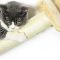 Miniatyrbild 8 av 10: Rootz PawHut Cat Stairs 5-delat set - Cat Climbing Steps - Cat Vägghyllor - Platssnål design - Multifunktionell - Hållbar och stabil - 44W x 22D x 28H