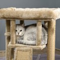 Miniatyrbild 7 av 10: Rootz PawHut Cat Scratching Post - Cat Play Station - Cat Rest Station - Ultimate Play - Kloslipning - Högkvalitativ konstruktion - 40W x 40D x 57H cm