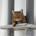 Miniatyrbild 9 av 10: Rootz Cat Scratching Post Tree - Justerbara höjder - Mysiga hängmattor - Flera nivåer - Mjukt skydd - Rejäla stöd - Golv till tak - Grå - 60cm x 48cm