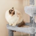 Miniatyrbild 4 av 7: Rootz skrapstolpe - Kattträd - Kattträd med mjuk plysch - Stort kattträd - Katttorn - Kattskrapstolpe - Kattträd i flera nivåer - Väggmonterat kattträ