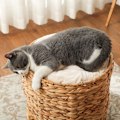 Miniatyrbillede 7 af 11: Rootz Scratching Barrel Cat Tower - Cat Condo - Cat Tree - Cosy Caves - 40 cm x 50 cm x 22 cm - Ideel til katte op til 3,5 kg