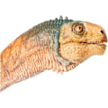 Pikkukuva 3 / 4: Chilesaurus