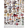Pikkukuva 3 / 3: Puutyöpeli - Puzzle Michele Wilson - Sienet - 250 palaa