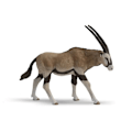 Pikkukuva 1 / 4: Figuriini Antilope oryx - PAPO - VILLI ELÄMÄ - Alle 3-vuotiaille - Harmaa