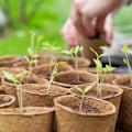 Pikkukuva 4 / 5: Radis et Capucine - Tiputulppaan siemenpaketti Gul