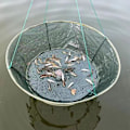 Miniatyrbillede 2 af 5: 80 cm fiskenet, foldbart fiskenet, krabbenet, bærbart fiskenet, netfælde til små fisk hummer rejer (W)
