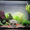 Miniatyrbilde 5 av 5: Akvarium Hodeskalle Dekor - Resin Akvarium Dekorasjoner Hule Betta Fisk Gjemmested Reptilhus For Små Fisk Og Reker