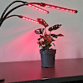 Miniatyrbillede 5 af 5: Justerbar vækstlampe - LED, Timer sort (W)