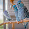 Miniatyrbild 4 av 5: 8-delars Papegojsneakers Färgglada Bomullsstrimlare Hängande Bur Bittande Leksaker för Bebispapegojor