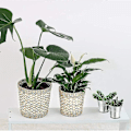 Miniatyrbild 5 av 5: 20 st Mini Metallhink Bärbar Blomkruka Vas Planteringskärl Söt Låda För Bröllopsfest