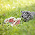 Miniatyrbild 5 av 5: 8-delars Papegojsneakers Färgglada Bomullsstrimlare Hängande Bur Bittande Leksaker för Bebispapegojor